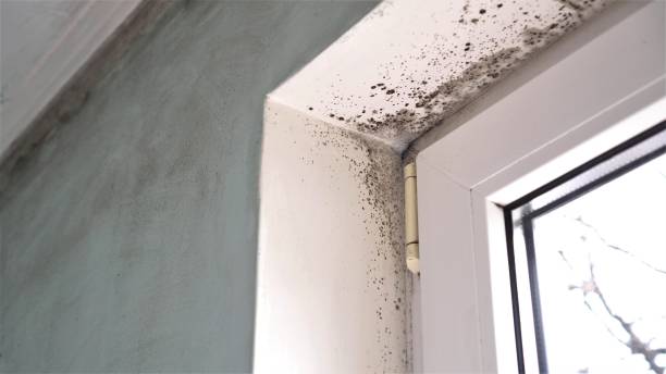 Best Mold Testing  in Wimauma, FL