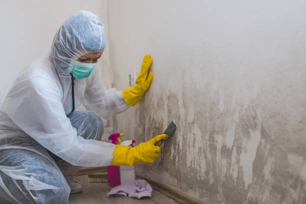 Best Mold Remediation Experts  in Wimauma, FL