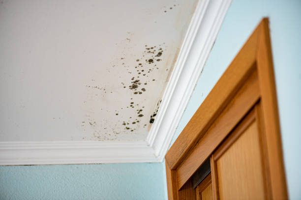 Best Black Mold Removal  in Wimauma, FL