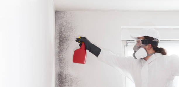 Best Local Mold Removal Service  in Wimauma, FL