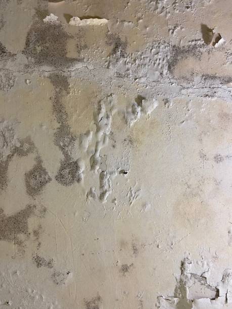 Best Home Mold Removal  in Wimauma, FL