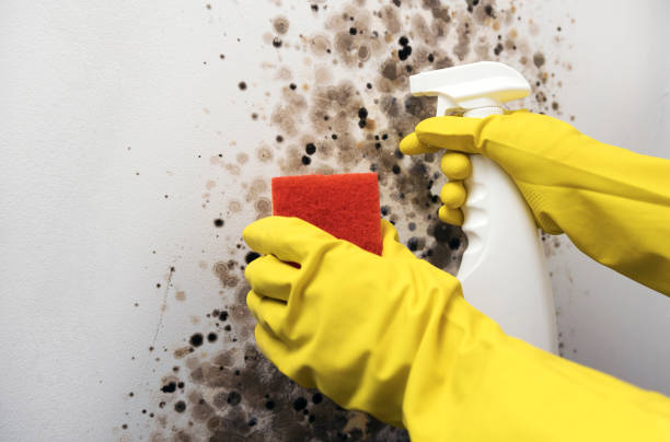 Best Office Mold Removal Services  in Wimauma, FL