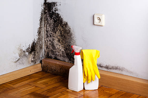 Best Professional Mold Removal  in Wimauma, FL