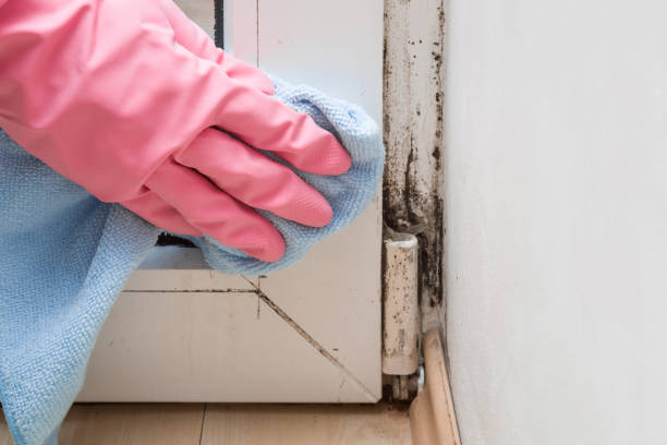 Best Mold Damage Repair  in Wimauma, FL